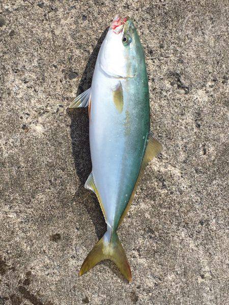 大ナブラ小ナブラやっさ〜！