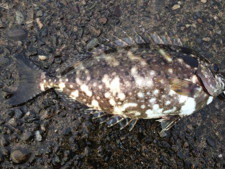 夕方からのフカセでアイゴ