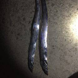 今年初ワインド釣果!