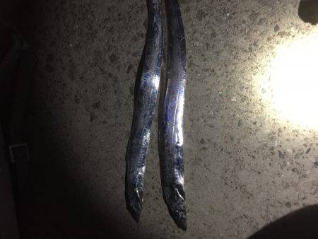 今年初ワインド釣果!