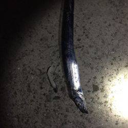 急に渋くなりました