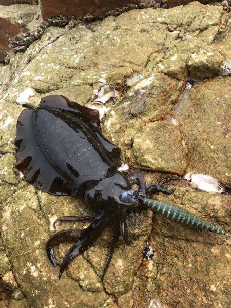 台風通過後のエギング