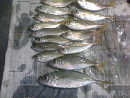 小アジ、小サバちょっと戻ってきた！