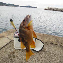 色々釣れましたが・・・小さくて・・・