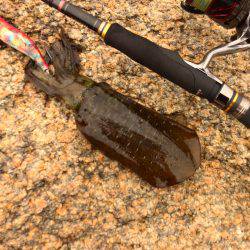 台風後エギング