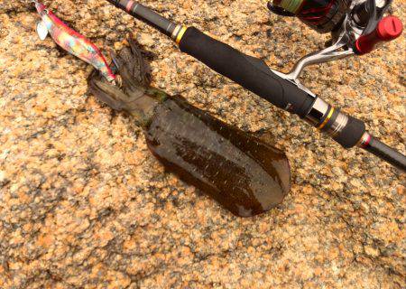 台風後エギング