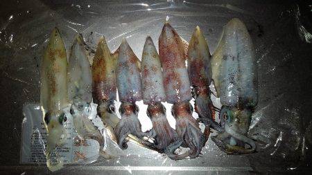 イカが食べたい