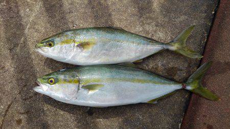 ピクニック釣行