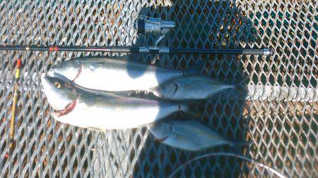 小島養魚場でヒラマサ狙い、初挑戦