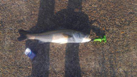 ルアーで初のビッグサイズ