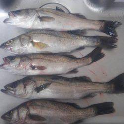 子供とシーバス祭り