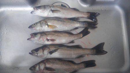 子供とシーバス祭り