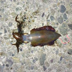 アオリイカ渋い