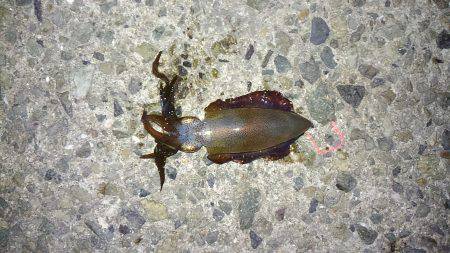 アオリイカ渋い