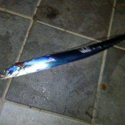 タチウオ釣行　９月編