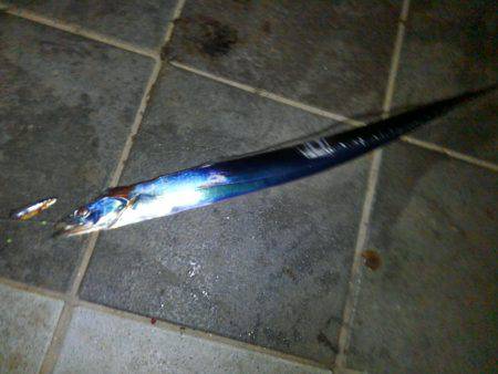 タチウオ釣行　９月編