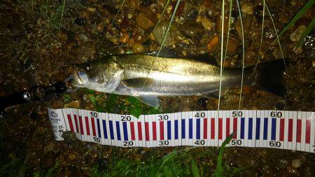 リバーシーバス