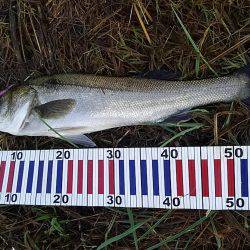 リバーシーバス