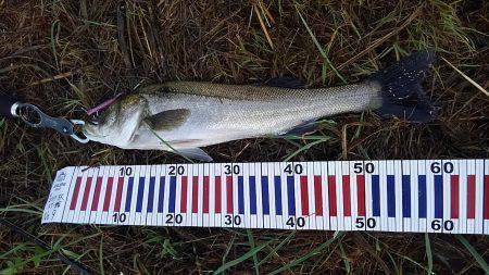 リバーシーバス