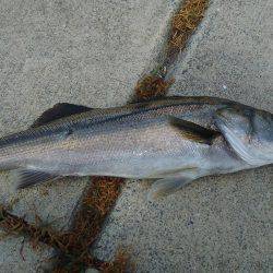 先週ポッパーで当りが有った正体を掴みに今回もまたやって来ました。