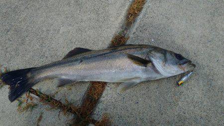 先週ポッパーで当りが有った正体を掴みに今回…