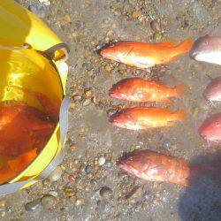 アカハタボート