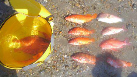 アカハタボート