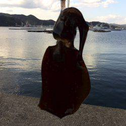 短時間エギング