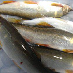 一庫大路次の鮎