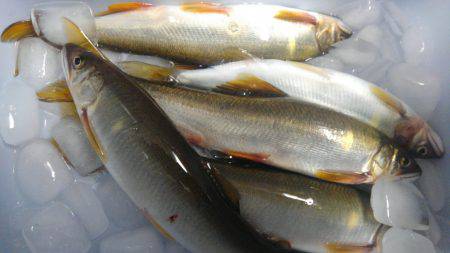 一庫大路次の鮎