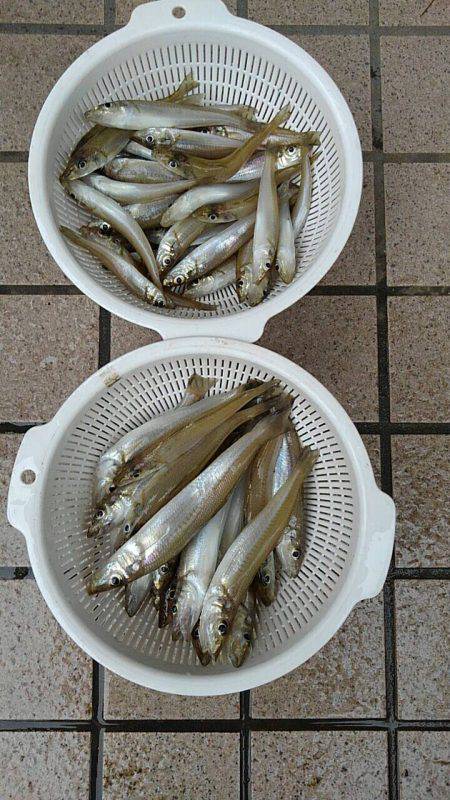 投げ釣りシロギス爆釣