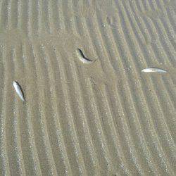 投げ釣りシロギス