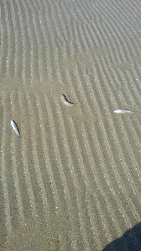 投げ釣りシロギス