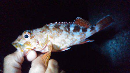 オキアミで根魚