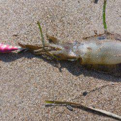 サーフエギング