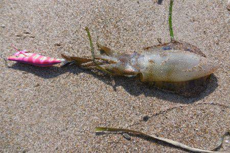 サーフエギング