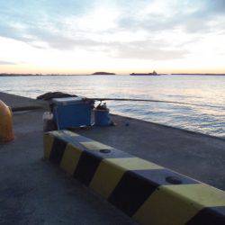 ２０㎝級の小サバいなくなった