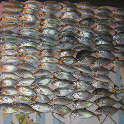 シマアジ爆釣り１０５匹