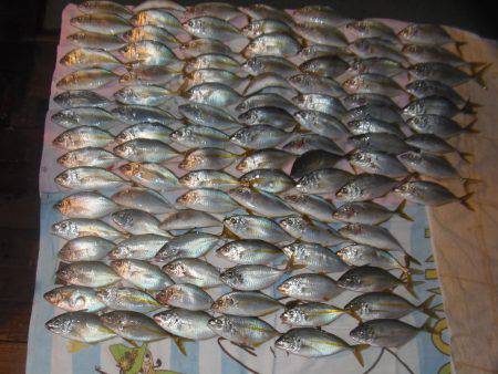 シマアジ爆釣り１０５匹