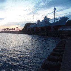 サビキで30㎝超のグレ