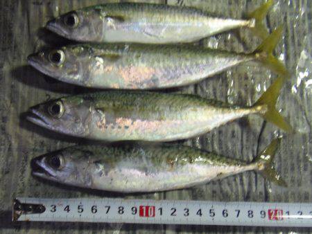 新宮港は小サバ、イワシのみ