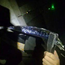 小型だがアタリ多数