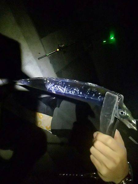 小型だがアタリ多数