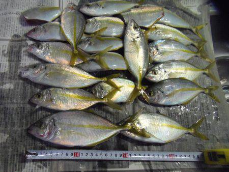 シマアジ25センチ