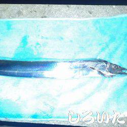 タチウオとマイワシ。