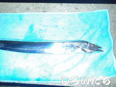 タチウオとマイワシ。