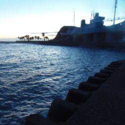 シマアジ少ない