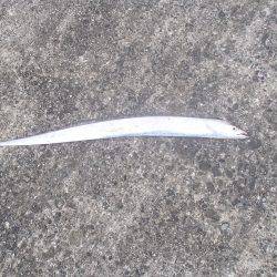 大阪市内へタチウオ釣行