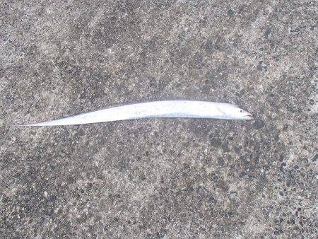 大阪市内へタチウオ釣行