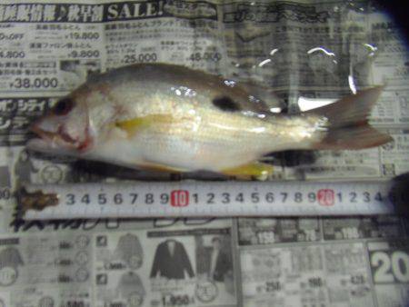 クロホシフエダイ２５センチ